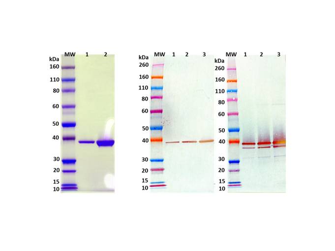 IBT Bioservices Recombinant Staphylococcus Aureus Luka-Lukb (Tag Free), Biomolecules and Materials, IBT Bioservices, MSE Supplies