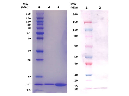 IBT Bioservices ESXA Protein (S. Aureus), Biomolecules and Materials, IBT Bioservices, MSE Supplies