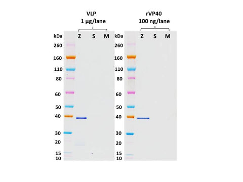 IBT Bioservices Rabbit Anti-Ebola Virus VP40 PAB, Biomarkers, IBT Bioservices, MSE Supplies