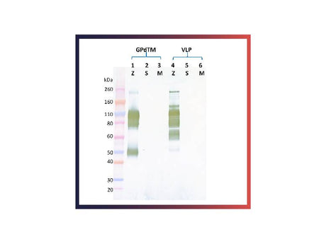 IBT Bioservices Rabbit Anti-Ebola Virus GP PAB, Biomarkers, IBT Bioservices, MSE Supplies