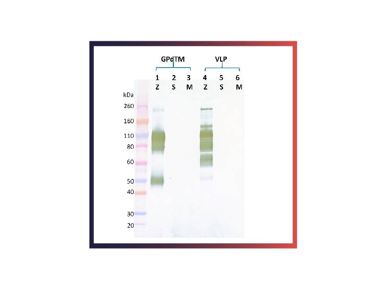 IBT Bioservices Rabbit Anti-Ebola Virus GP PAB, Biomarkers, IBT Bioservices, MSE Supplies