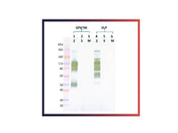 IBT Bioservices Rabbit Anti-Ebola Virus GP PAB, Biomarkers, IBT Bioservices, MSE Supplies