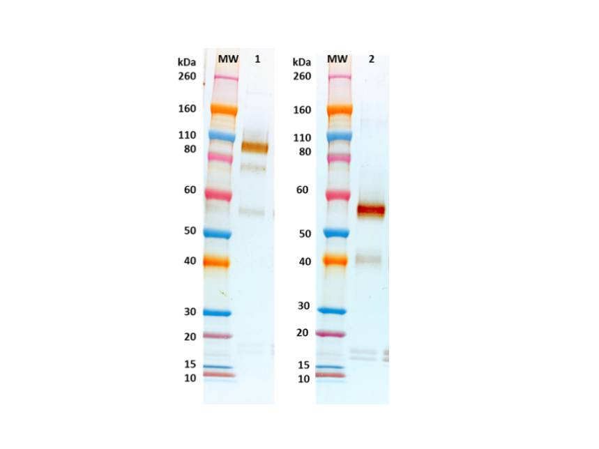 IBT Bioservices Rabbit Anti-Ebola Virus GPΔmuc PAB, Biomarkers, IBT Bioservices, MSE Supplies