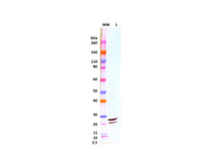IBT Bioservices Rabbit Anti-Ebola Virus VP24 PAB, Biomarkers, IBT Bioservices, MSE Supplies