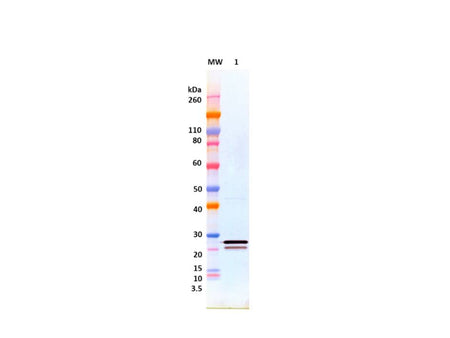 IBT Bioservices Rabbit Anti-Ebola Virus VP24 PAB (#2), Biomarkers, IBT Bioservices, MSE Supplies
