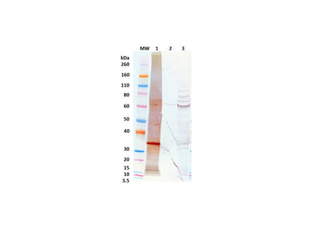 IBT Bioservices Rabbit Anti-Ebola Virus VP30 PAB, Biomarkers, IBT Bioservices, MSE Supplies