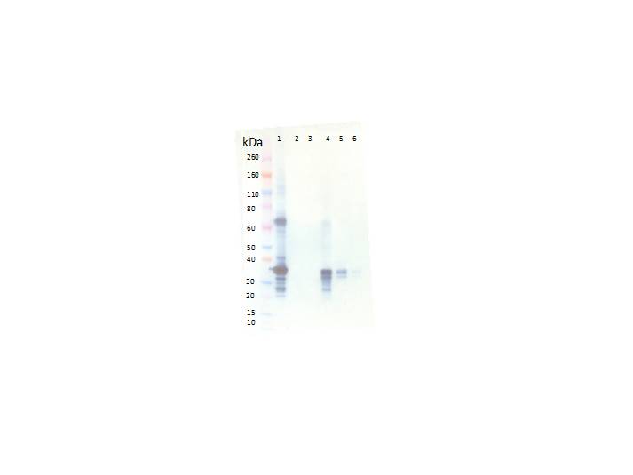 IBT Bioservices Rabbit Anti-Marburg Virus VP40 PAB, Biomarkers, IBT Bioservices, MSE Supplies