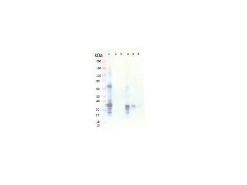 IBT Bioservices Rabbit Anti-Marburg Virus VP40 PAB, Biomarkers, IBT Bioservices, MSE Supplies
