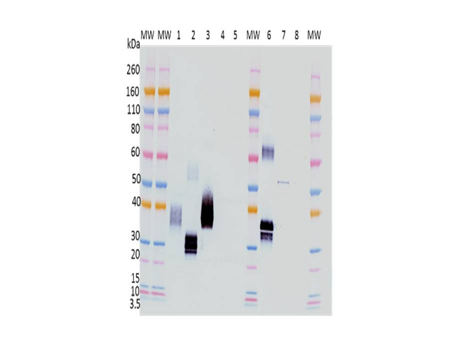 IBT Bioservices Rabbit Anti-Marburg Virus GP PAB, Biomarkers, IBT Bioservices, MSE Supplies
