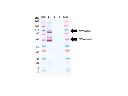 IBT Bioservices Rabbit Anti-Marburg Virus NP PAB, Biomarkers, IBT Bioservices, MSE Supplies