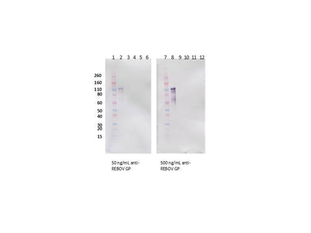 IBT Bioservices Rabbit Anti-Reston Virus GP PAB, Biomarkers, IBT Bioservices, MSE Supplies