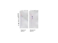 IBT Bioservices Rabbit Anti-Reston Virus GP PAB, Biomarkers, IBT Bioservices, MSE Supplies