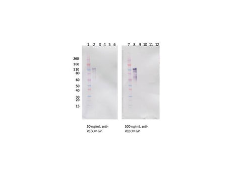 IBT Bioservices Rabbit Anti-Reston Virus GP PAB, Biomarkers, IBT Bioservices, MSE Supplies