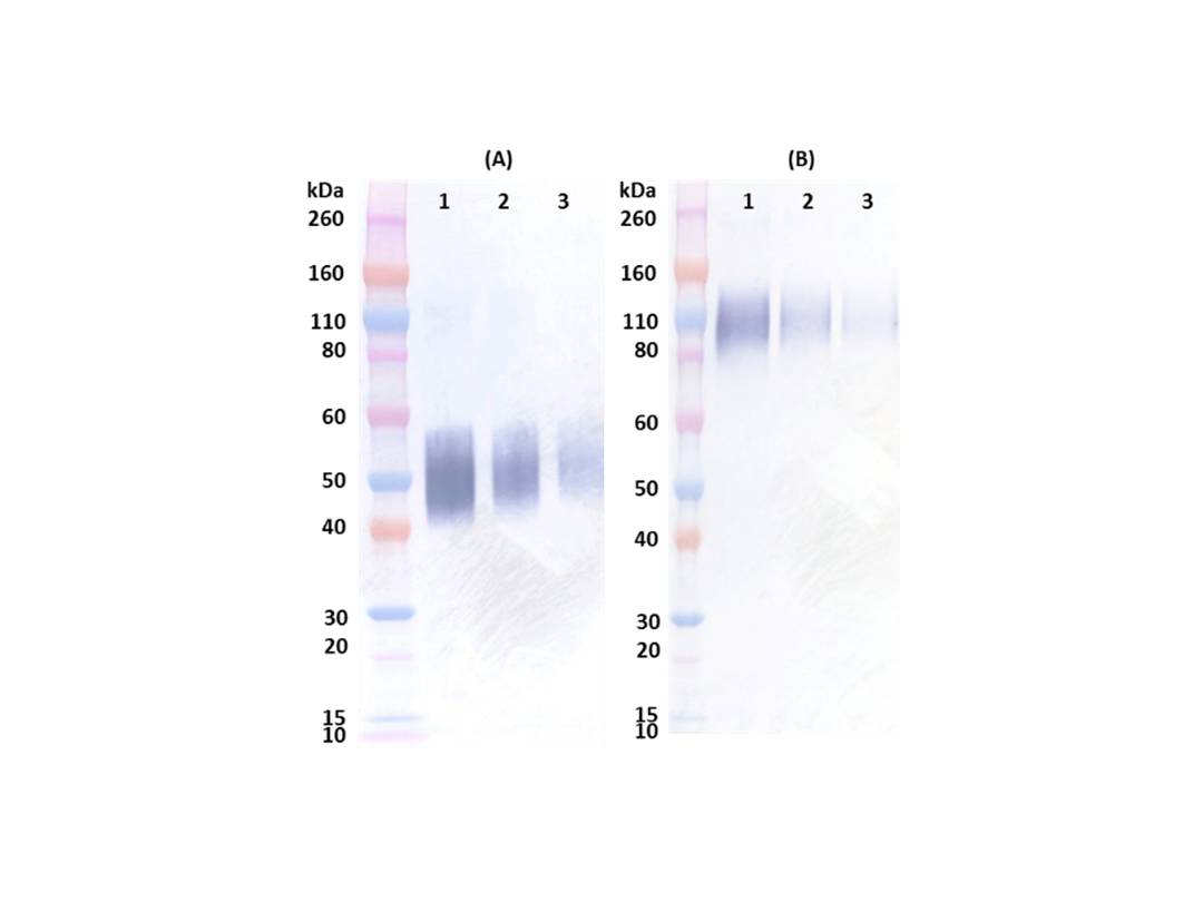 IBT Bioservices Rabbit Anti-Ebola Soluble GP (SGP) PAB, Biomarkers, IBT Bioservices, MSE Supplies