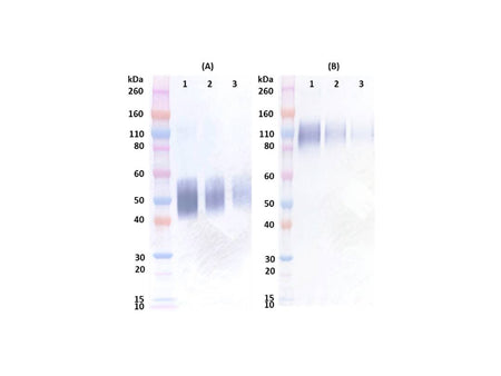 IBT Bioservices Rabbit Anti-Ebola Soluble GP (SGP) PAB, Biomarkers, IBT Bioservices, MSE Supplies