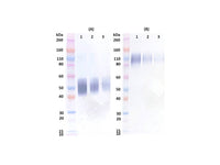 IBT Bioservices Rabbit Anti-Ebola Soluble GP (SGP) PAB, Biomarkers, IBT Bioservices, MSE Supplies