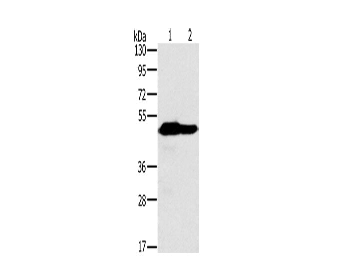 NDUFV1 Polyclonal Antibody
