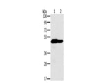 NDUFV1 Polyclonal Antibody
