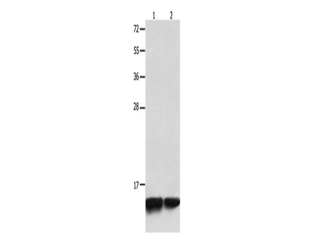MYL9 Polyclonal Antibody Store at -20°C