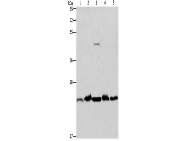 THOC7 Polyclonal Antibody Store at -20°C