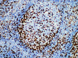 PD-1 Monoclonal Antibody Stored at 2~8°C - MSE Supplies LLC