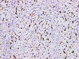 CD163 Monoclonal Antibody Synonyms CD163