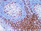 CD7 Monoclonal Antibody Synonyms CD7