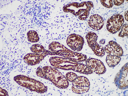 MUC6 Monoclonal Antibody Stored at 2~8°C