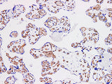 CD34 Monoclonal Antibody Synonyms CD34