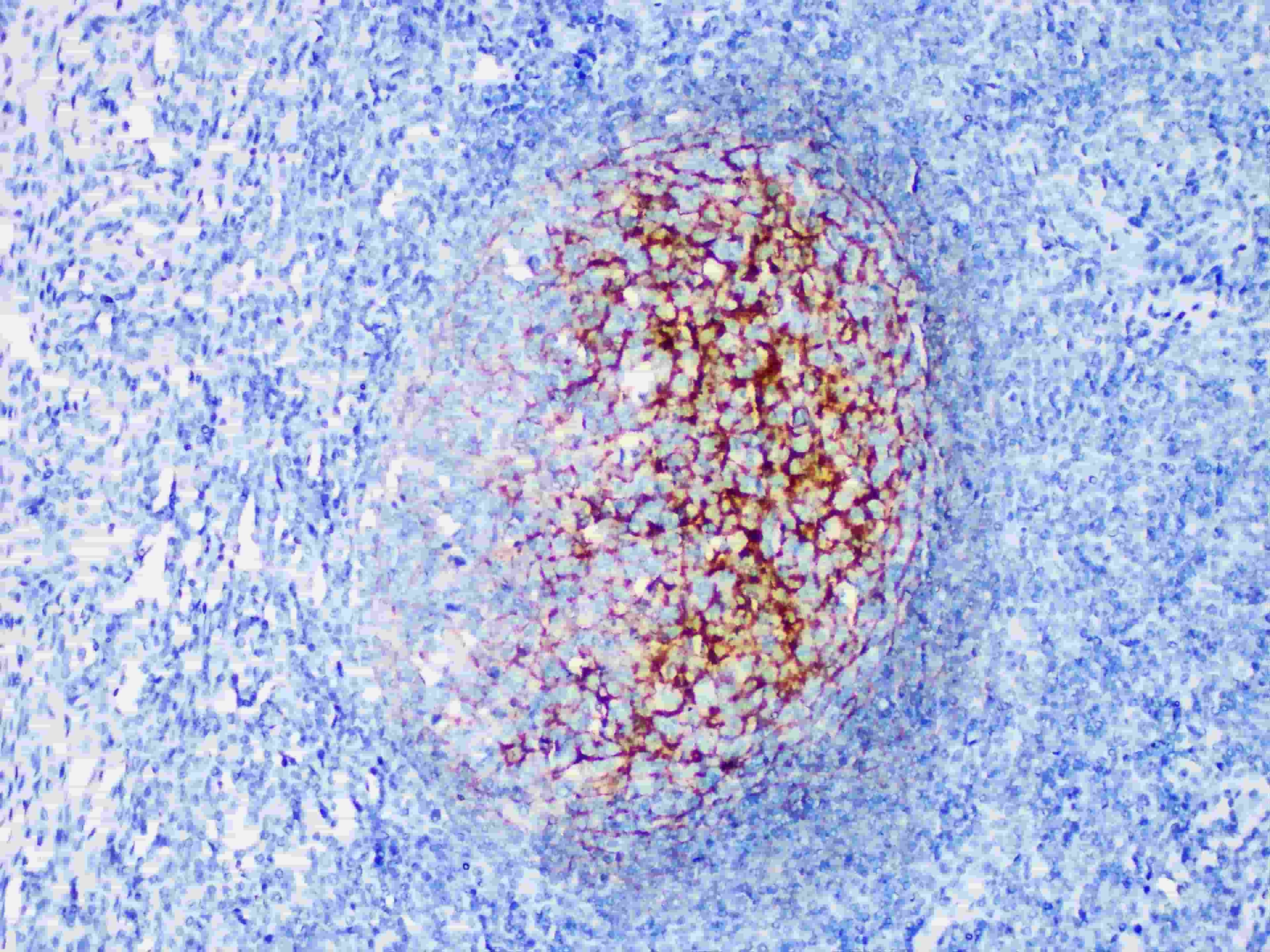 CD35 Monoclonal Antibody Synonyms CD35