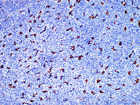 CD68 Monoclonal Antibody Synonyms CD68