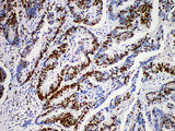 MCM2 Monoclonal Antibody Stored at 2~8°C