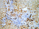 CK8 Monoclonal Antibody