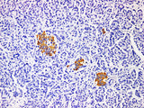 Insulin Monoclonal Antibody stored at 2~8°C