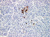 Somatostatin Monoclonal Antibody Stored at 2~8°C