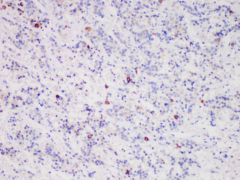 FSH Monoclonal Antibody stored at 2~8°C