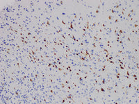 NeuN Monoclonal Antibody Stored at 2~8°C