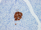 NSE Monoclonal Antibody Stored at 2~8°C