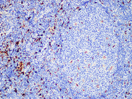 Lysozyme Monoclonal Antibody stored at 2~8°C