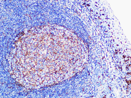 CD14 Monoclonal Antibody Synonyms CD14