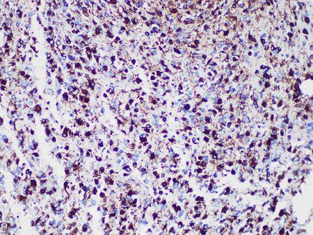 GFAP Monoclonal Antibody stored at 2~8°C