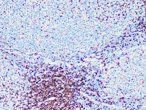 CD4 Monoclonal Antibody Synonyms CD4