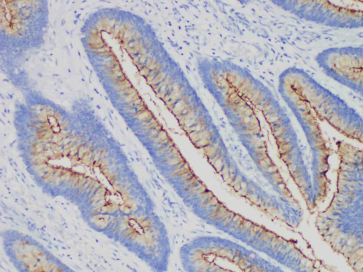 MUC4 Monoclonal Antibody Stored at 2~8°C