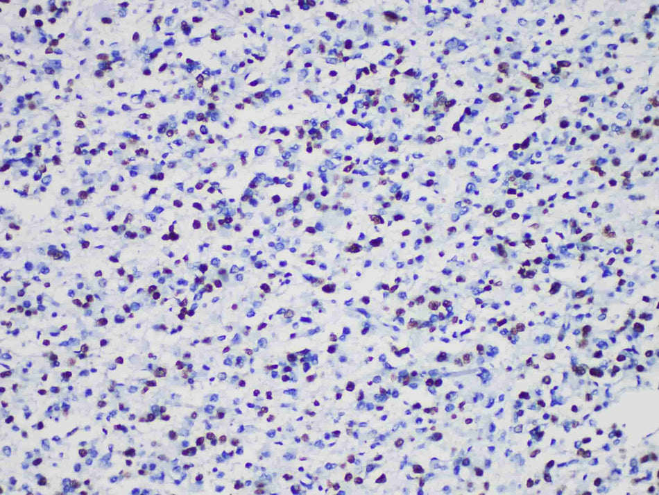 Oligo-2 Monoclonal Antibody