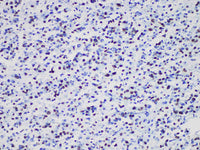 Oligo-2 Monoclonal Antibody
