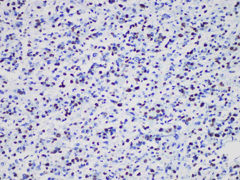 Oligo-2 Monoclonal Antibody