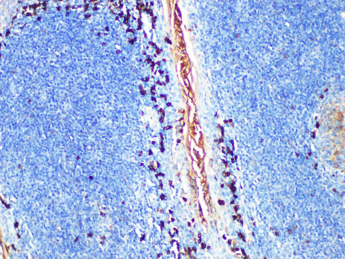 IgA Monoclonal Antibody stored at 2~8°C
