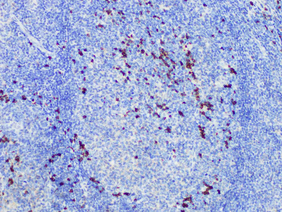 IgG Monoclonal Antibody stored at 2~8°C