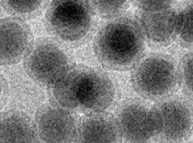 MSE PRO PEG-COOH Modified Upconverting Nanoparticles Water Solution, 10mg/bottle, Chemicals and Compounds, MSE Supplies LLC, MSE Supplies