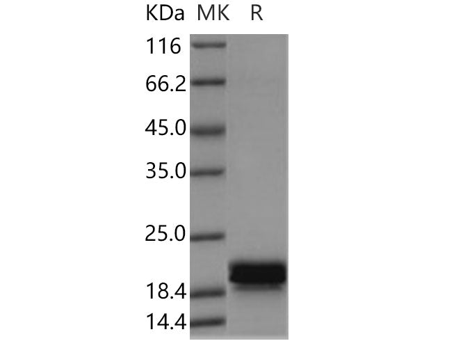Recombinant Human CNPY2 Protein (His Tag)